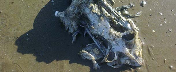 Una familia encuentra los restos de una extraña criatura marina en una playa de Inglaterra