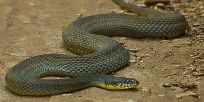 ¡Increíble! Serpiente es madre en cautividad ¡¡sin ningún macho!!