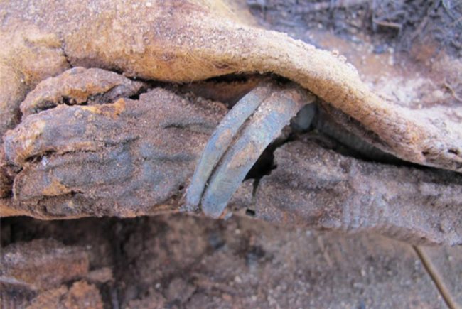 Descubrimientos intrigantes de la necrópolis de millones de momias en Egipto reveladas