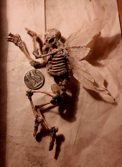 El extraño Museo de Merrylin y sus criaturas mitológicas