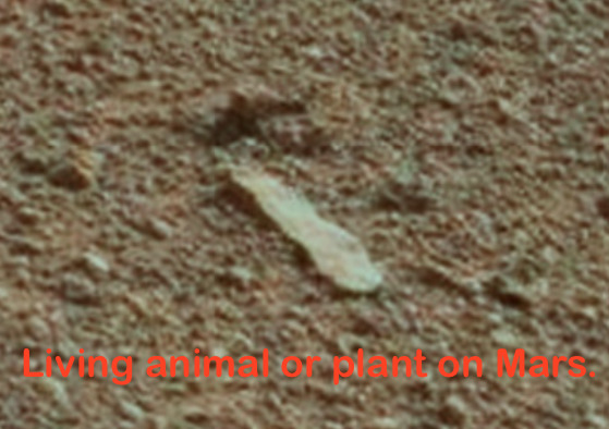 El Mars Rover descubre rostro reptiliano petrificado en Marte