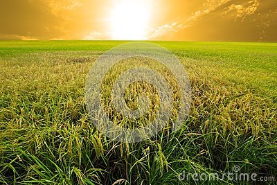 ¿Semillas y alimentos transgénicos o especulación alimentaria?