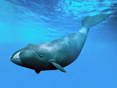 Cómo algunas ballenas viven más de 200 años