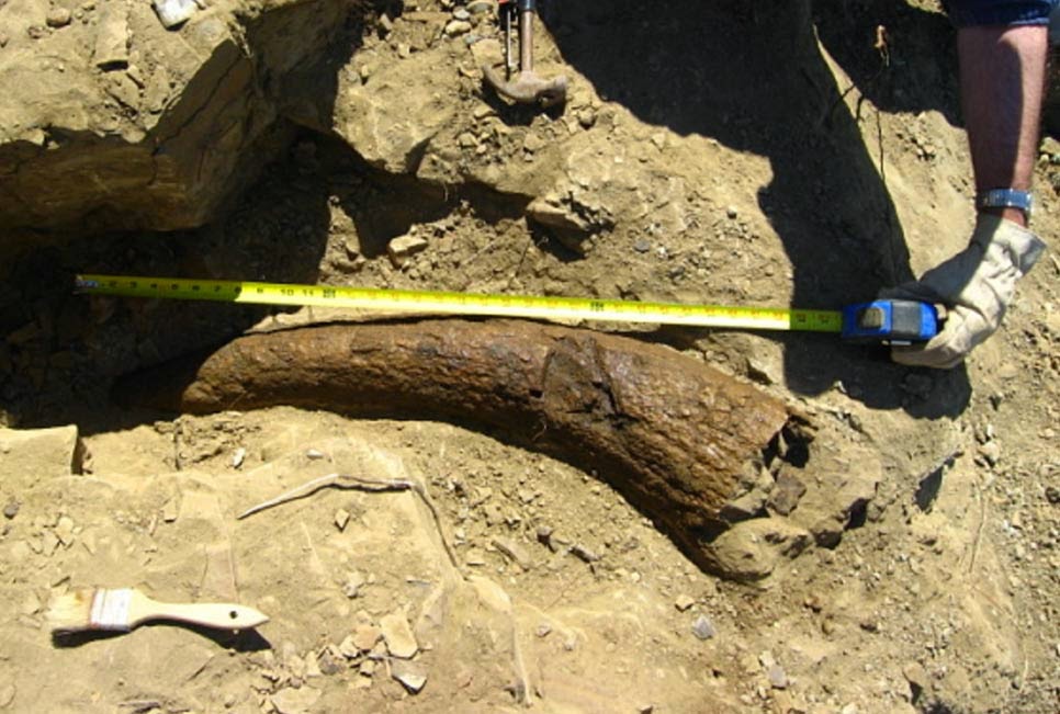 Cuerno de Triceratops data de 33.500 años Cuerno de Triceratops data de 33.500 años