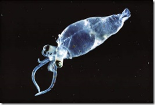 Encuentros extraños con medusas voladoras, calamares andantes y monstruosidades de pulpos