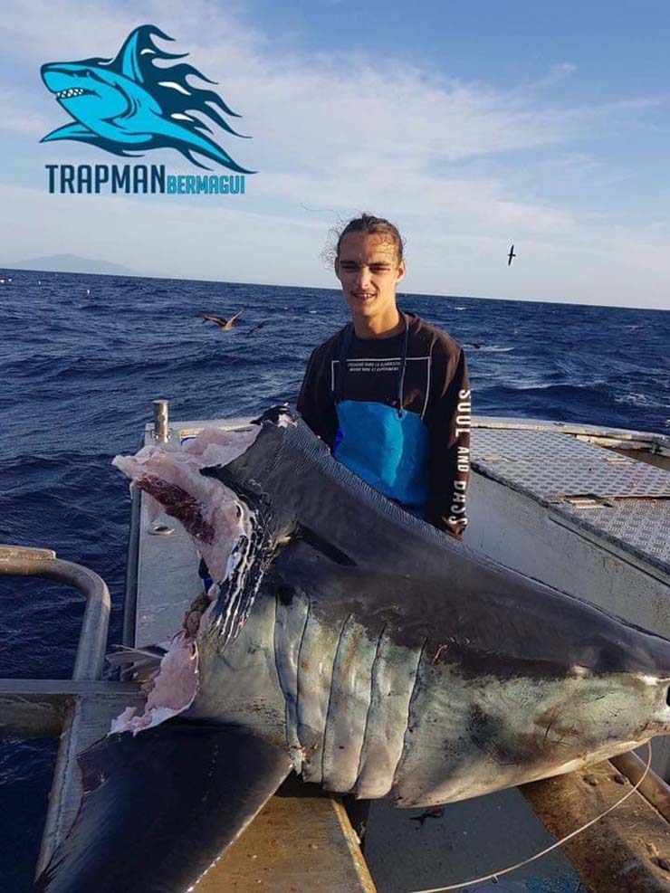 Hallan un enorme tiburón con la cabeza mordida por una bestia aún más grande en la costa de Australia