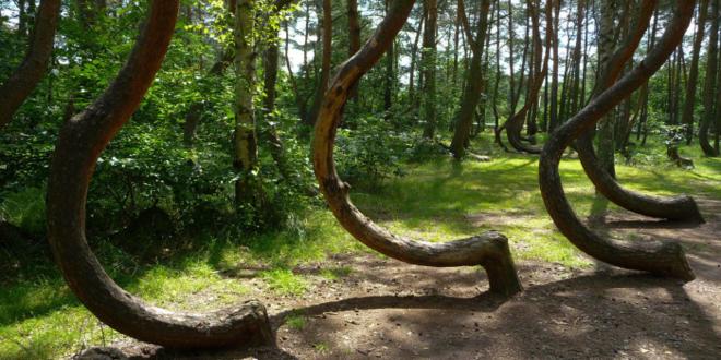 Hoia-Baciu el bosque embrujado de transilvania Hoia-Baciu el bosque embrujado de transilvania
