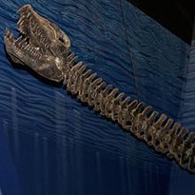 Hallan restos de una especie de «monstruo del lago Ness» de 15 toneladas en la Antártida