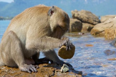 La naturaleza de la Inteligencia: académicos afirman que varias especies de monos ya entraron a la “Edad de Piedra”