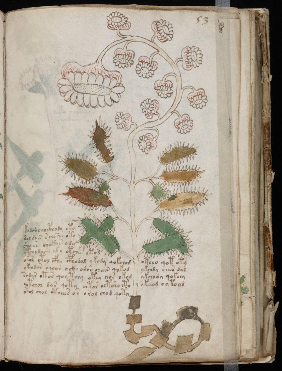 Manuscrito Voynich El Libro Más Enigmático De La Historia 6372