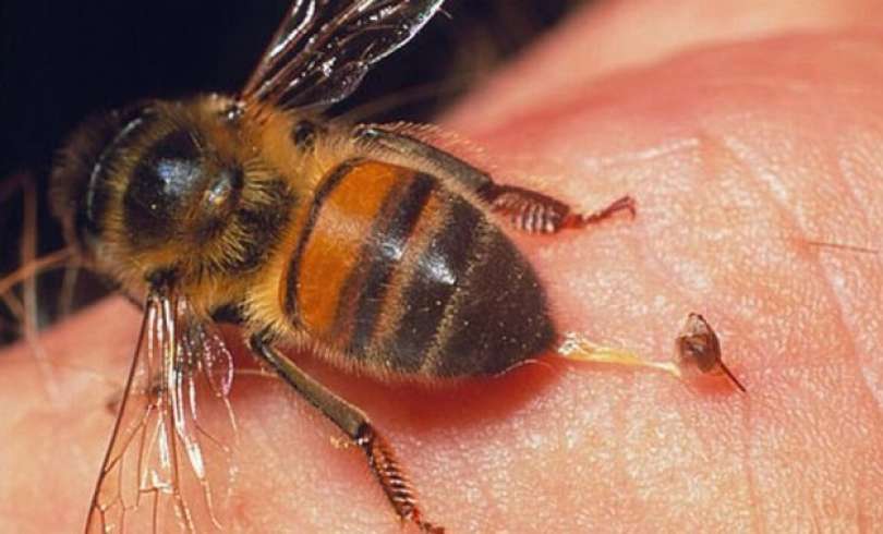 Veneno de abeja mata el VIH; UNAM descubre cura contra SIDA