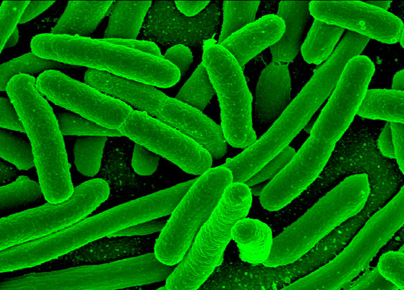 La amenaza de las superbacterias