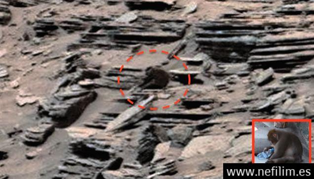 Sorprendente! Hallan un Mono sobre la superficie de una roca en Marte!