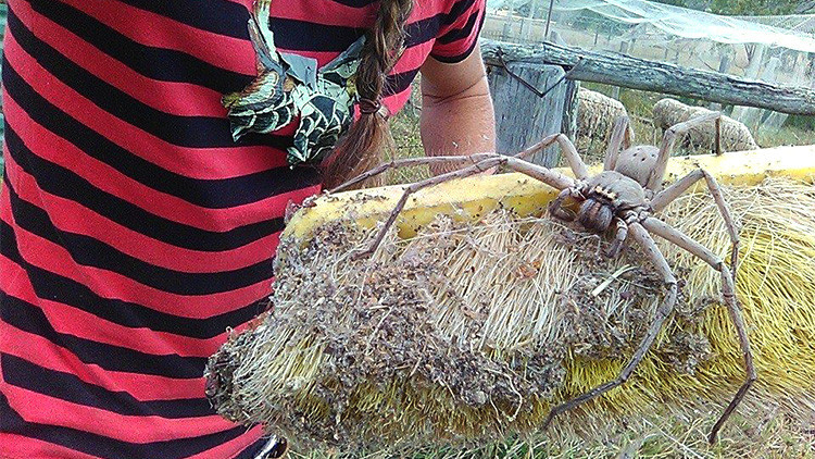 ¿ES LA ARAÑA MÁS GRANDE QUE SE HAYA FOTOGRAFIADO JAMÁS?!! ¿ES LA ARAÑA MÁS GRANDE QUE SE HAYA FOTOGRAFIADO JAMÁS?!!