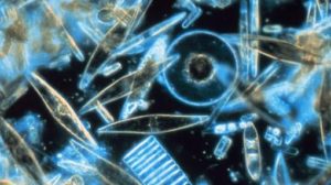 ¿Vida extraterrestre basada en Silicio? Científicos logran crear una especie de vida Extravagante