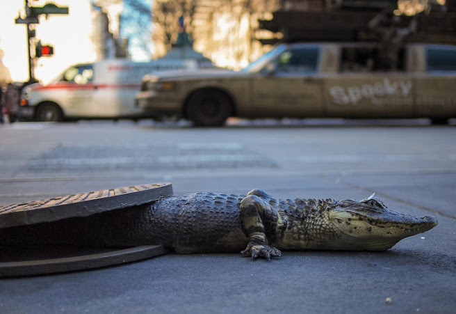 Cocodrilos En Las Alcantarillas De Nueva York