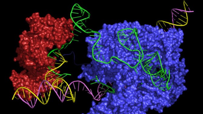 Sección ciencia: Un nuevo editor CRISPR podría corregir casi todas las enfermedades genéticas Sección ciencia: Un nuevo editor CRISPR podría corregir casi todas las enfermedades genéticas