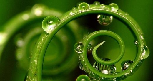 Las plantas tienen nuestros cinco sentidos y quince más Las plantas tienen nuestros cinco sentidos y quince más