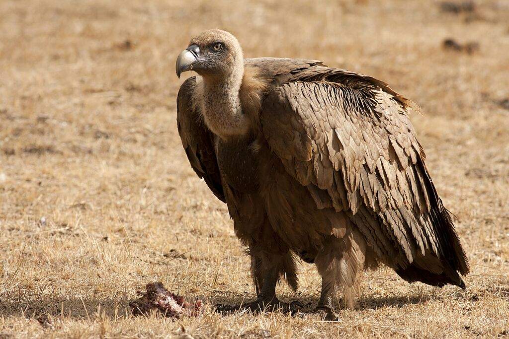 animales-que-segun-la-tradicion-guian-a-las-almas-al-mas-alla.jpg