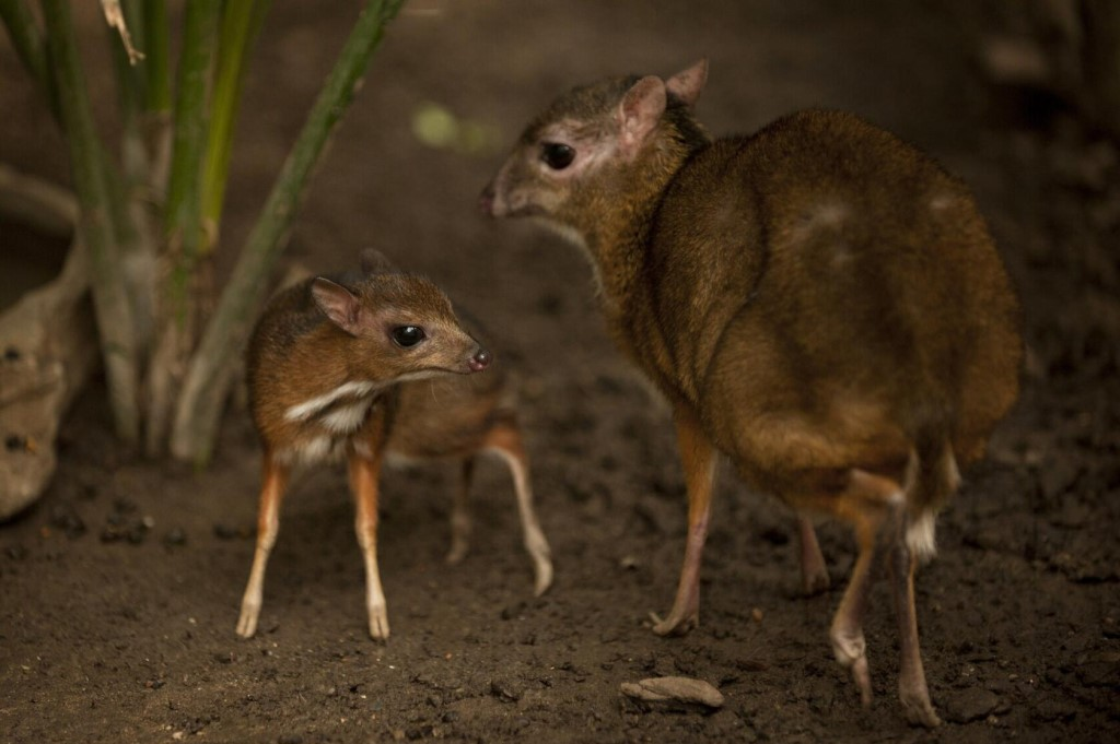 Estadigénesis: la extraña evolución de las especies se ha detenido en mucho tiempo 20