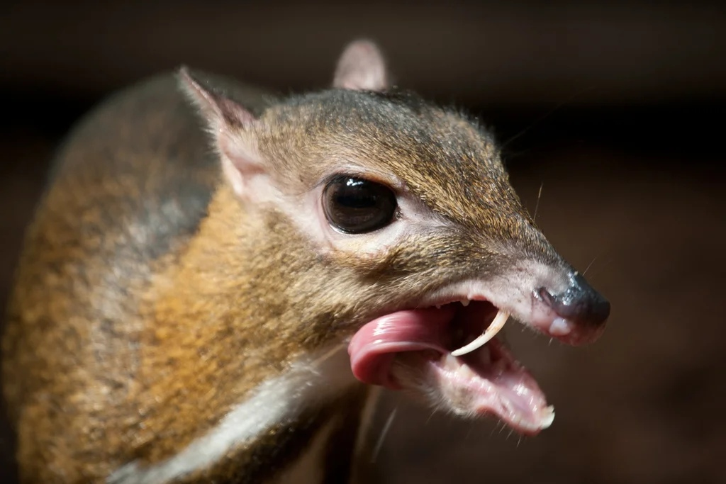 Estadigénesis: la extraña evolución de las especies se ha detenido en mucho tiempo 21