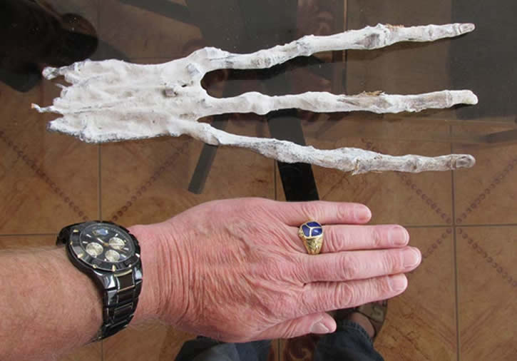 La Misteriosa Mano Con Extremidades Extrañas ¡Cónocela! La Misteriosa Mano Con Extremidades Extrañas ¡Cónocela!