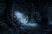 Deep Tropical Jungle In Darkness