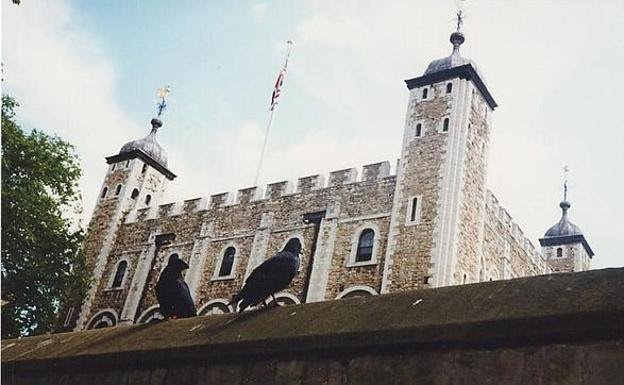 Desaparece un cuervo de la Torre de Londres y tiembla la monarquía