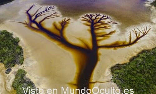 «El Árbol de la Vida» formado naturalmente y desvelado en un lago de Australia