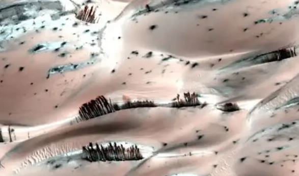 El acertijo de los árboles marcianos: ¿qué muestran estas extrañas imágenes?