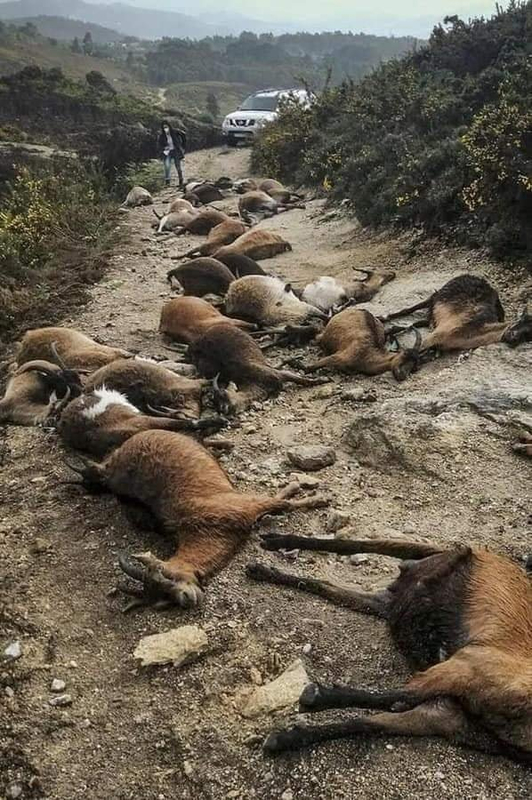 ¿Rayos del cielo? En Portugal, un extraño rayo "estalló desde el interior" 68 cabras 2