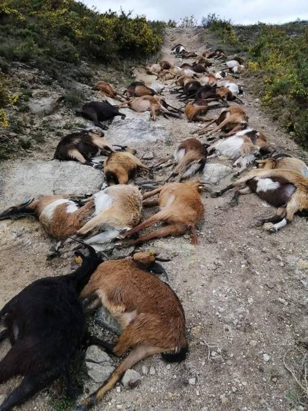 ¿Rayos del cielo? En Portugal, un extraño rayo "estalló desde el interior" 68 cabras 4