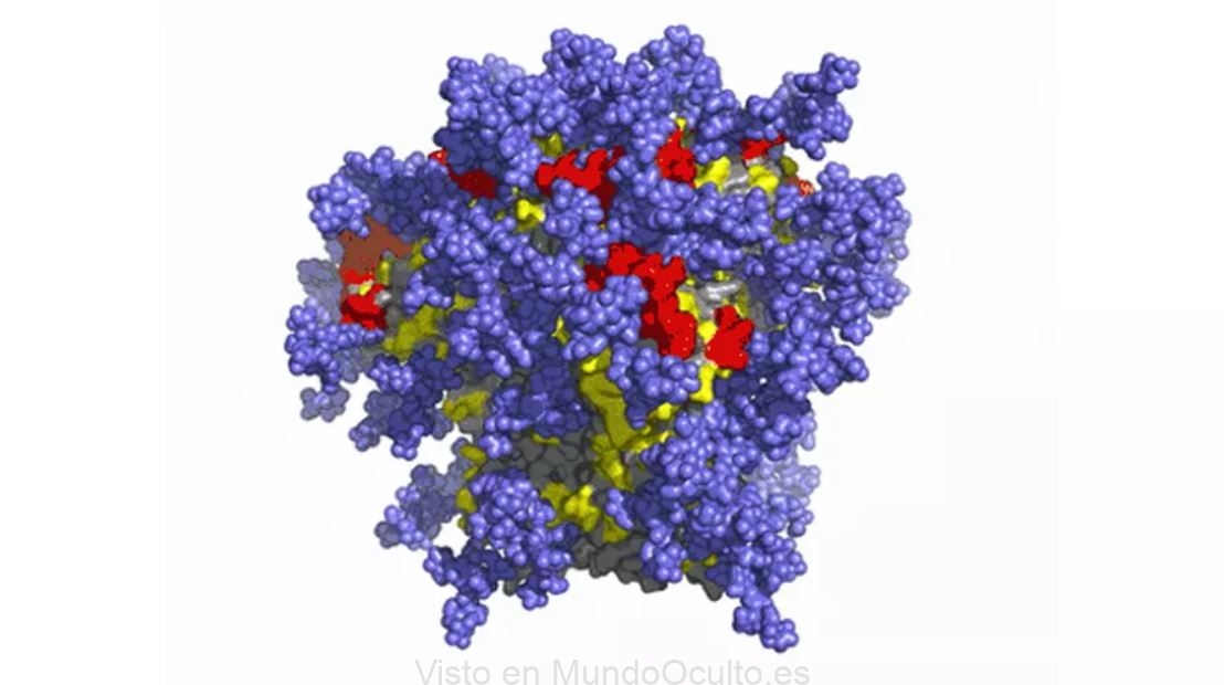 Vacuna contra el VIH estimula «células inmunitarias raras» en primeros ensayos en humanos