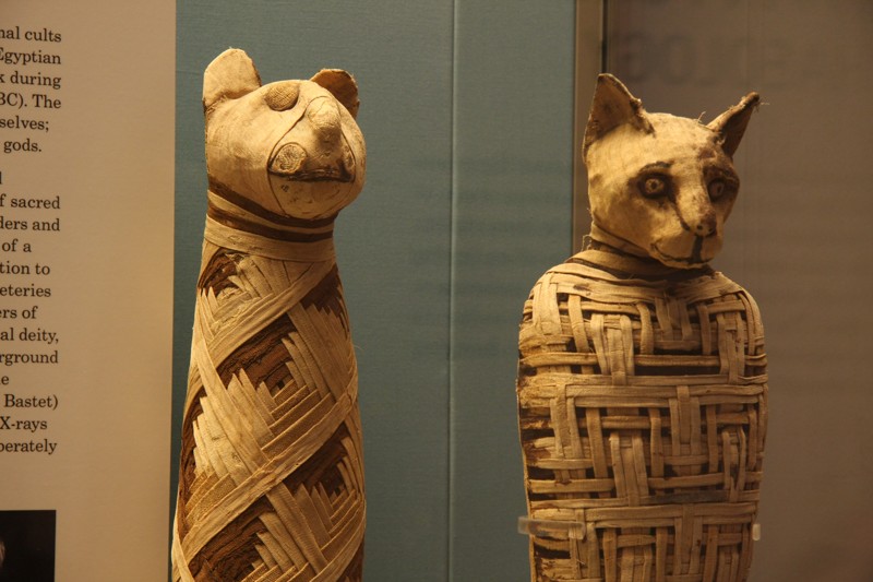 Gatos momificados en el antiguo Egipto