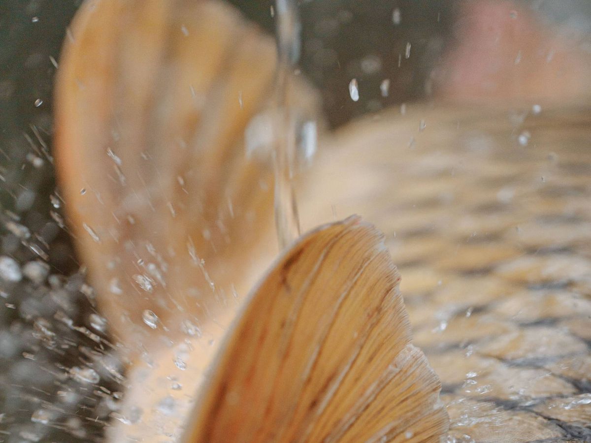 Foto: El nuevo tejido está inspirado en las escamas de la carpa forrajera. (Thirdman - Pexels)
