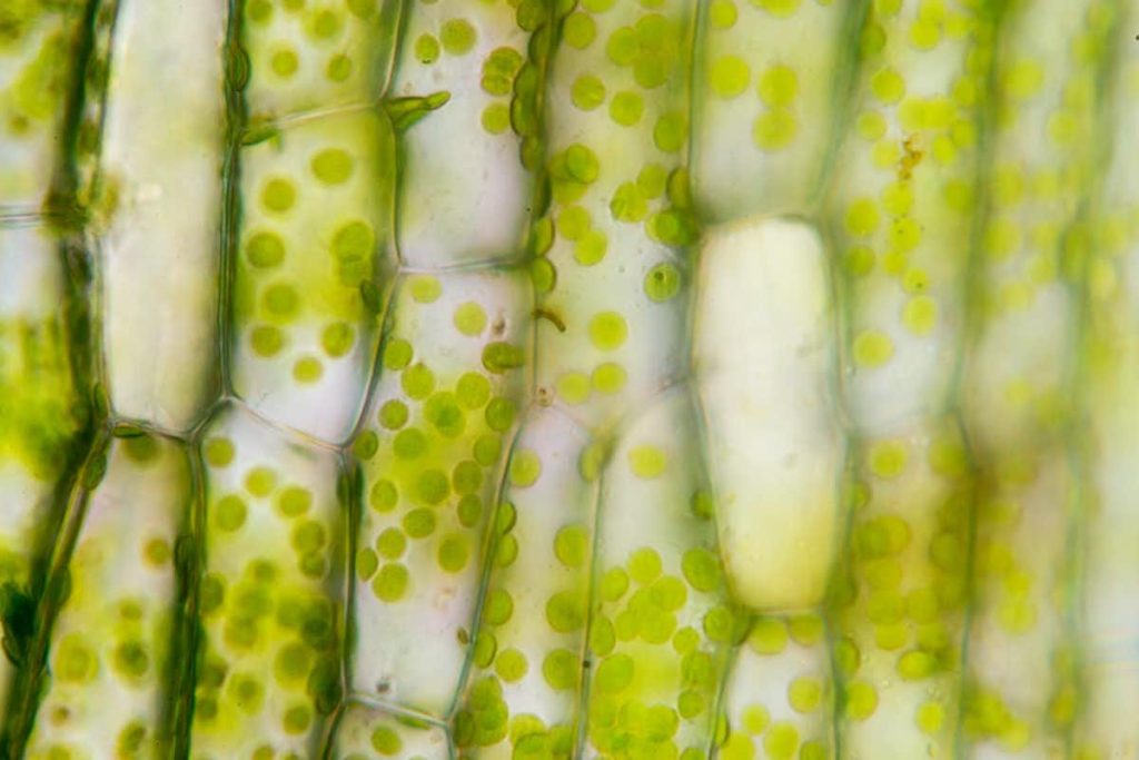 estructura celular vegetal