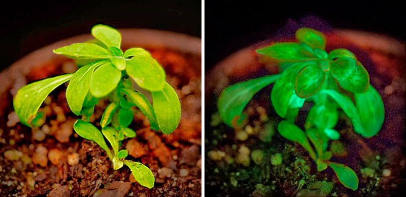 Plantas Bioluminiscentes