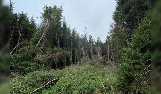 OVNI tuvo un «accidente» en un bosque de Inglaterra