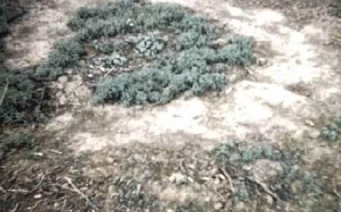 El anillo ovni de Delphos se rastrea 42 meses después 