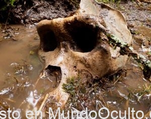 Últimas noticias: Conocido presentador de vida silvestre anuncia el descubrimiento del cráneo 'Bigfoot'