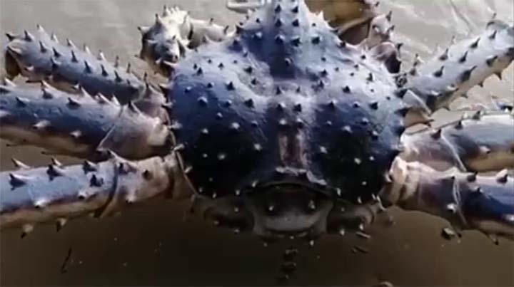 monstruoso cangrejo playa rusia - Encuentran un monstruoso cangrejo en una playa de Rusia