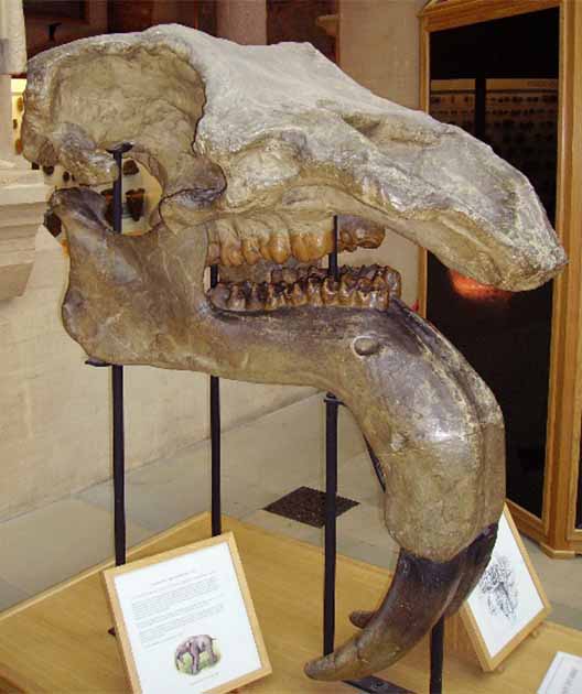 Cráneo de Deinotherium del Museo de Historia Natural de la Universidad de Oxford (Ballista / CC BY SA 3.0)