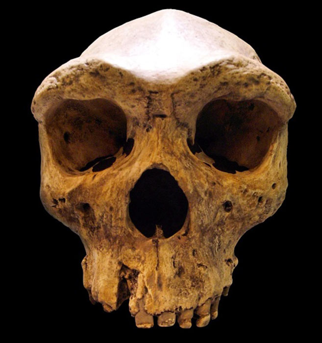 Réplica del cráneo prehistórico de Kabwe, que se encuentra en el Museo Mauer, en Heidelberg, Alemania. (Jerbo / CC BY-SA 3.0)