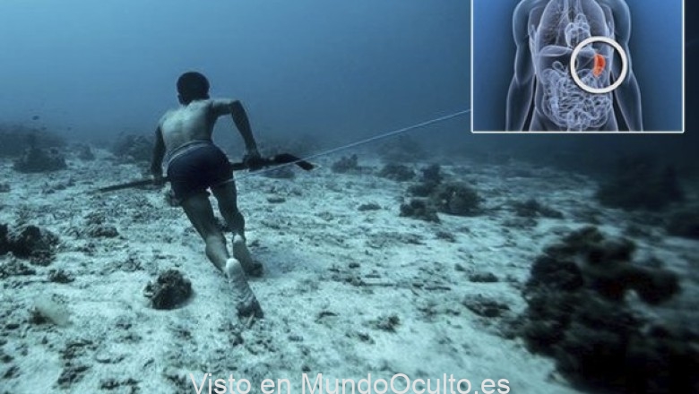 La extraña mutación que convirtió a los Bajau en buceadores del «Mar Profundo»