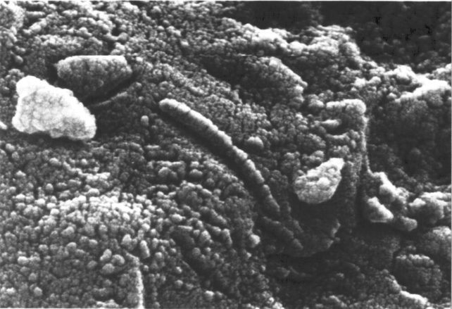 Imagen en escala de grises que muestra un paisaje microscópico de meteorito con protuberancias extrañas que parecen pegadas