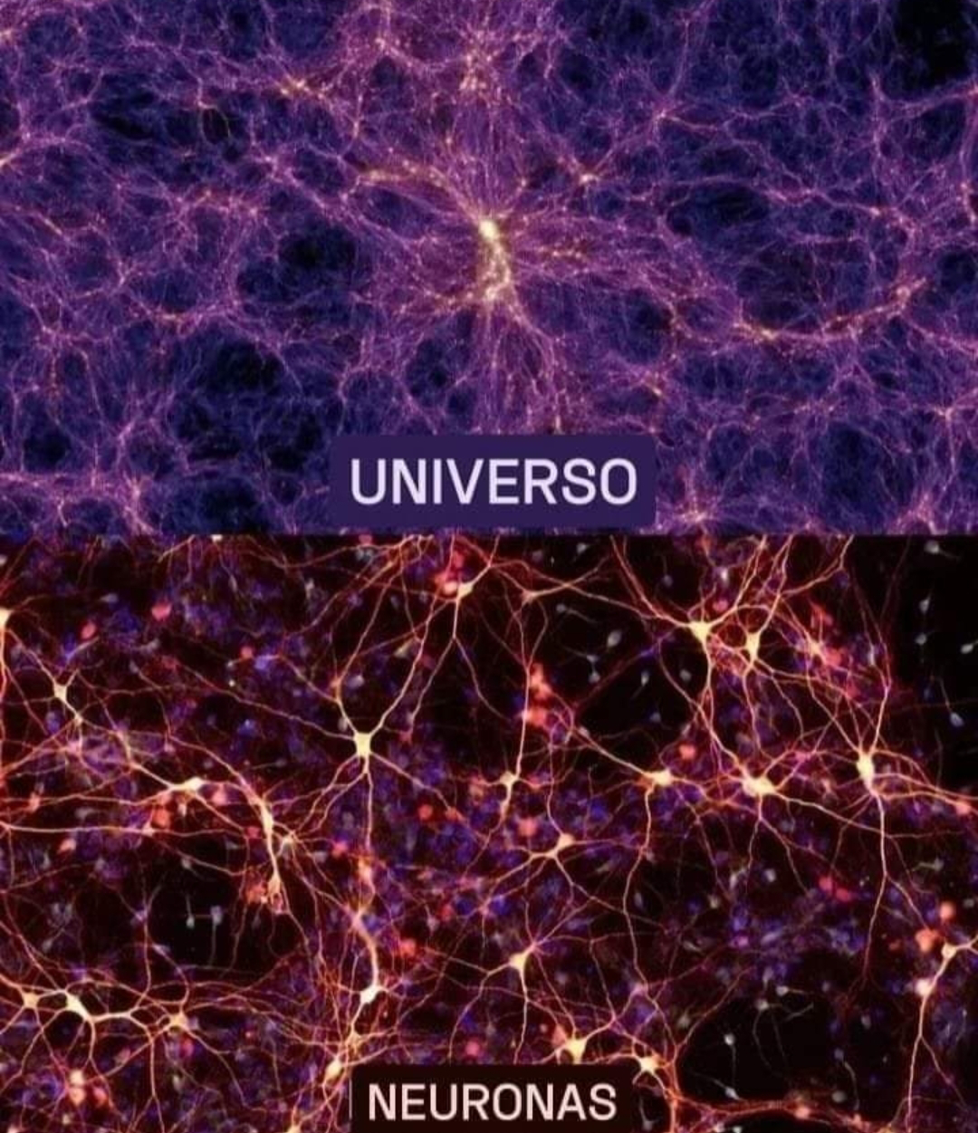¿Y sí el Universo es un Cerebro Gigante?El cosmos y sus galaxias y el cerebro y sus células neuronales.Si bien la escala es claramente diferente, la estructura es notablemente similar. En algunos casos, los dos sistemas parecen más similares entre sí que a las partes que los componen.Por ejemplo, el cerebro humano funciona gracias a la red de casi 70 mil millones de neuronas que lo forman. Se cree que el universo tiene al menos 100 mil millones de galaxias.