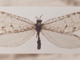 Encuentran un insecto volador gigante que pertenece a una especie la era Jurásica en un Walmart de Arkansas