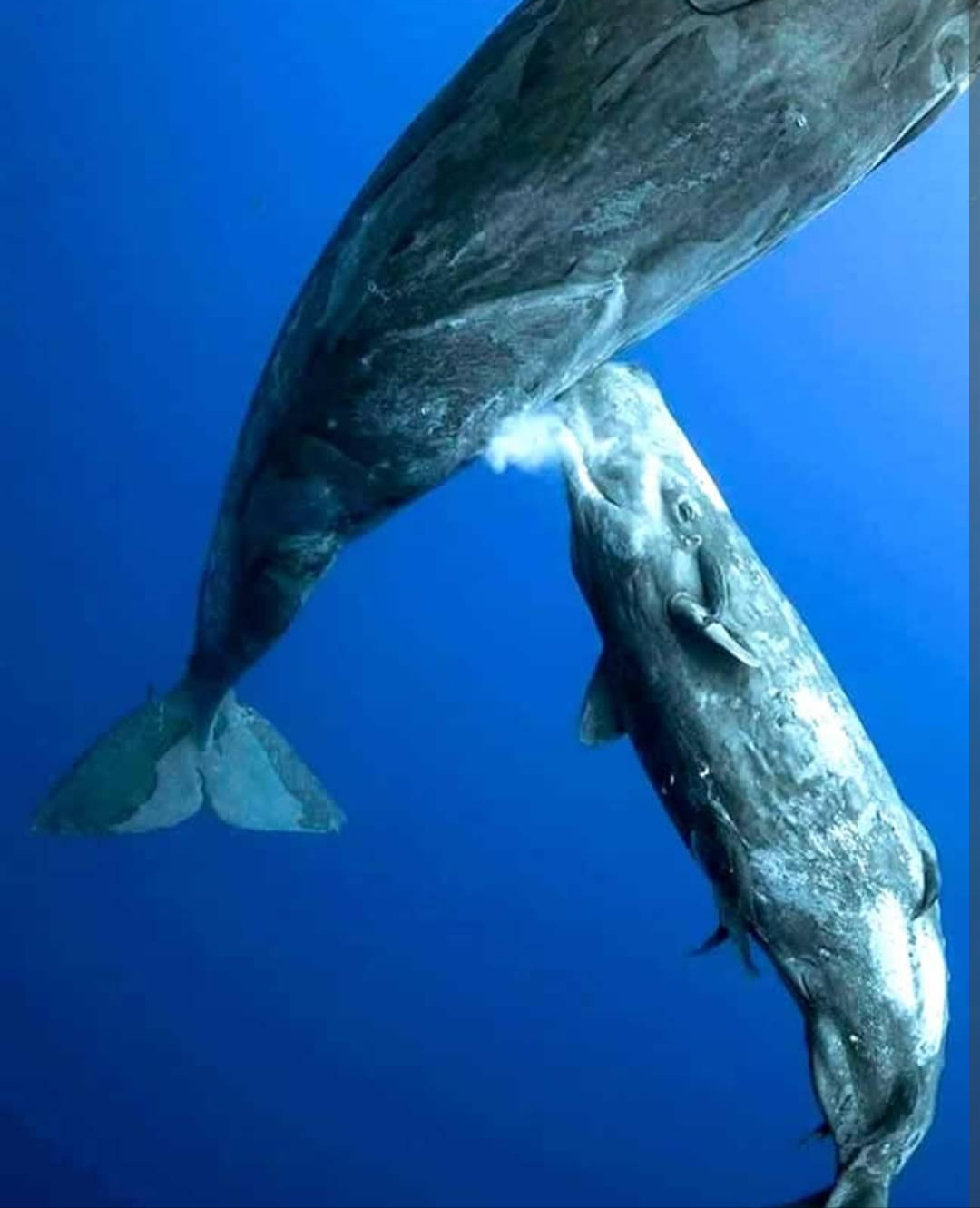 En la imagen: Algo sobre las maravillosas ballenas