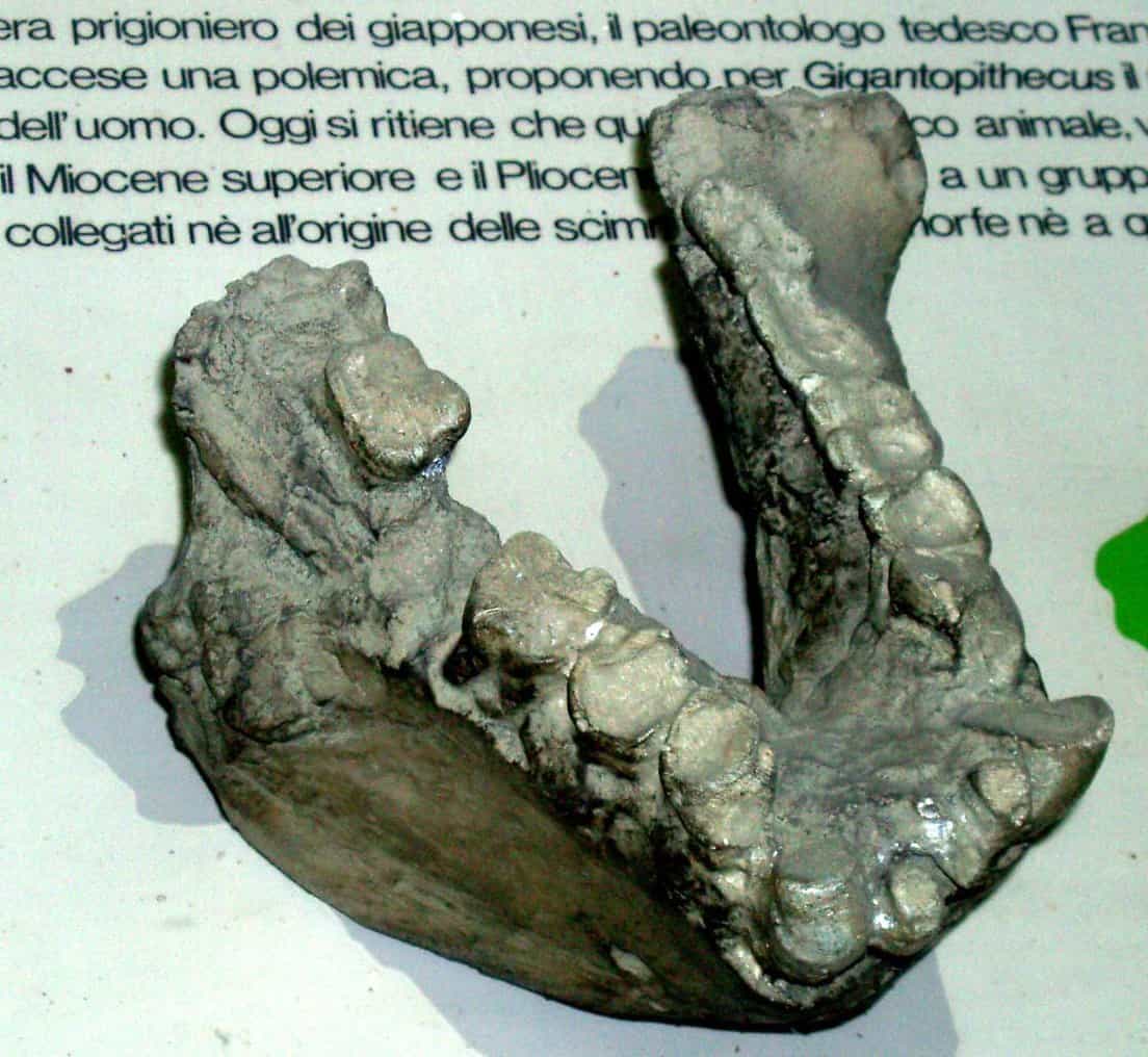 Gigantopithecus: ¡una controvertida evidencia prehistórica del Bigfoot! 3