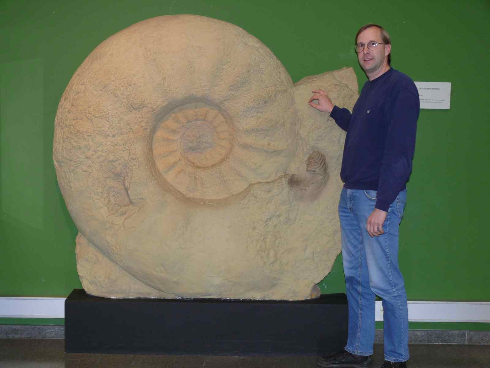 El fósil de amonita más grande jamás encontrado, Parapuzosia seppenradensis El fósil de amonita más grande jamás encontrado, Parapuzosia seppenradensis